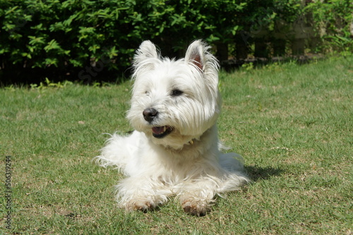 dogrun westie photo