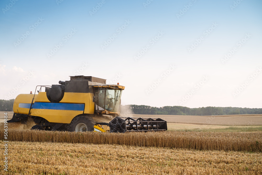 Obraz premium Combine harvester harvests ripe wheat. Ripe ears of gold field on the sunset cloudy orange sky background. . Concept of a rich harvest. Agriculture image