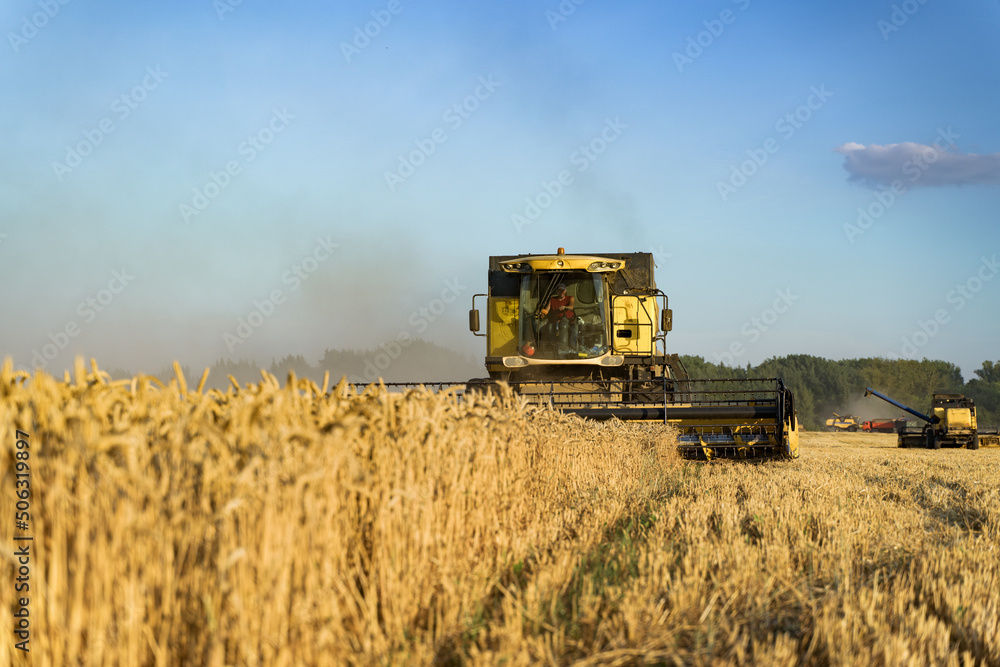 Fototapeta premium Combine harvester harvests ripe wheat. Ripe ears of gold field on the sunset cloudy orange sky background. . Concept of a rich harvest. Agriculture image