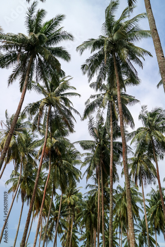 coconut trees