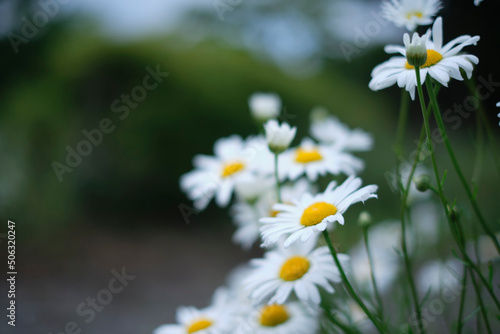 咲きほこるデイジー、白い花