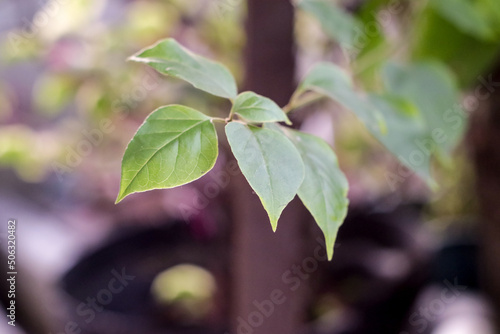 leaves on a branch