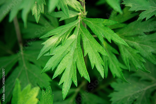 Mugwort's fresh leaves grow in the field (Artemisia argyi)