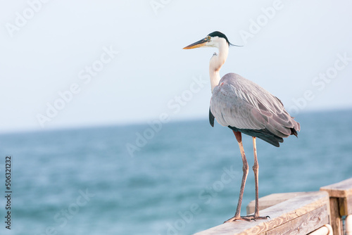 Great Blue Heron Standing on the Fishing Pier in Navarre Beach Florida