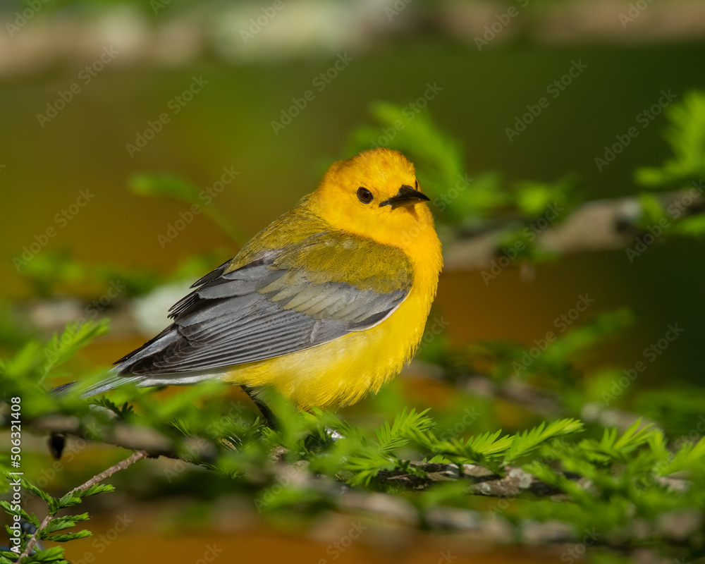 Prothonotary Warbler