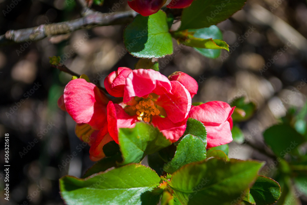 A close-up portrait view of the flowering Red quince. A close-up portrait view of the flowering Red quince.
