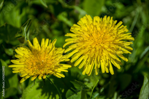 Close portrait view to Yellow dandelion