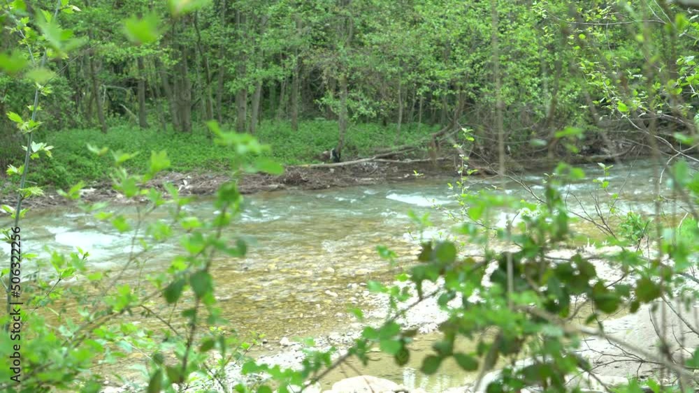 fast flowing river bed and green trees on its side. river with high flow fast flowing river bed and green trees on its side. river with high flow