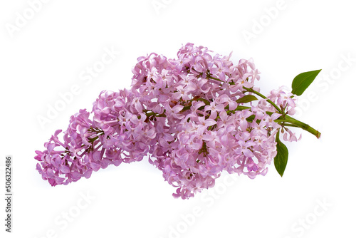 Lilac flower Syringa vulgaris on a white background.