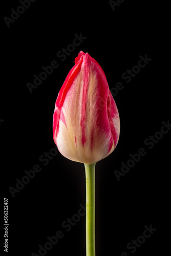 Elegant red tulip flower on a dark background.