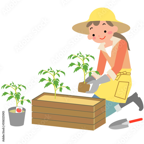 夏野菜の苗を植える若い女性