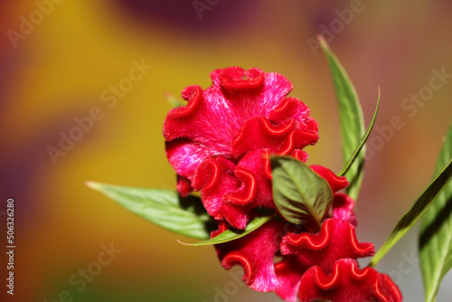 Red flower blossom close up celosia argentea family amaranthaceae botanical background high quality big size print