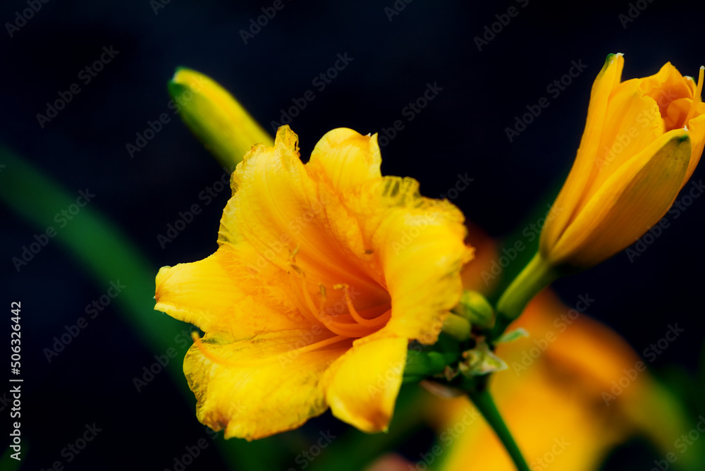 A close up of a stella daylily with a dark background. A close up of a stella daylily with a dark background.