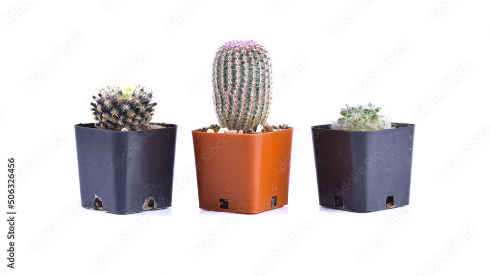 Cactus isolated on white background Cactus isolated on white background