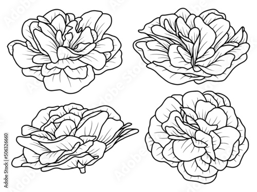 Hand drawing and sketch flower with line art illustration