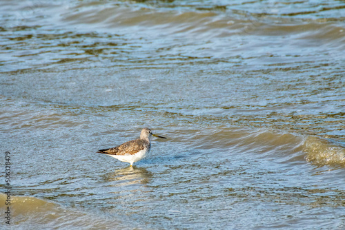 Sandpiper in water on Whidbey Island