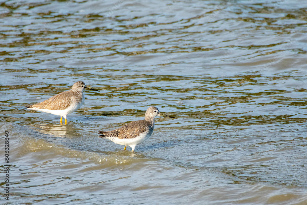 Sandpipers in water on Whidbey Island