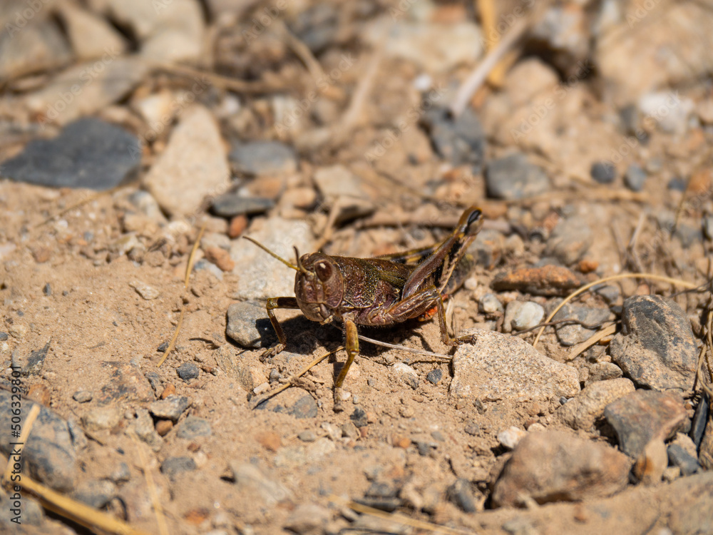 grasshopper on the ground grasshopper on the ground