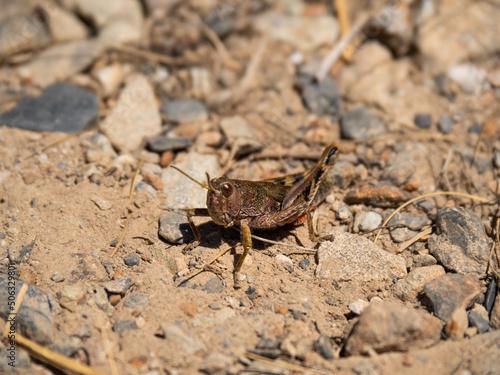 grasshopper on the ground