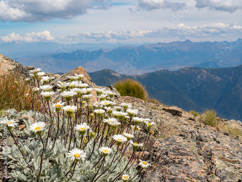 Daisy flowers on mountain top ridge line 