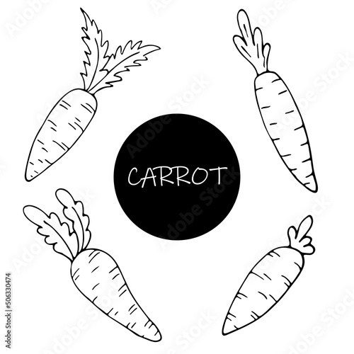 Set of hand drawn carrots in sketch doodle style for posters, recipe, culinary design, easter design, greeting cards. Isolated on white. Doodle vector illustration.