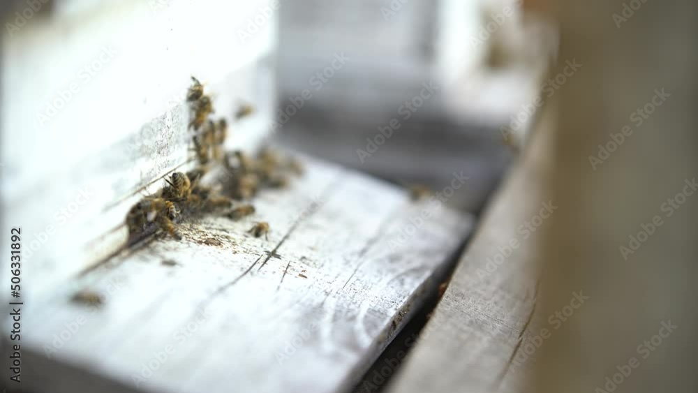 honey bees carry food to their hives. honey bees working intensively in their hives with the arrival of spring. honey bees carry food to their hives. honey bees working intensively in their hives with the arrival of spring.