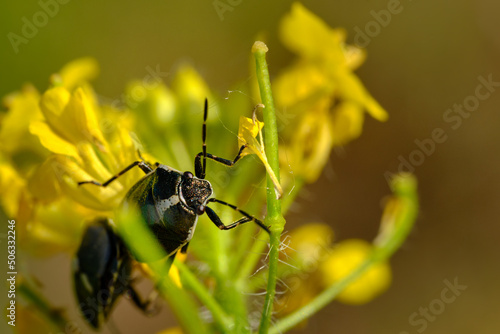 bug on flower © Łukasz Andrzejewski