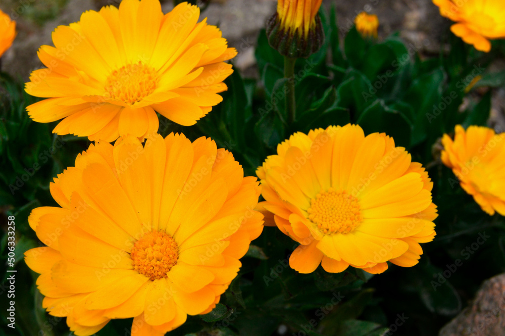 orange flowers in the garden orange flowers in the garden