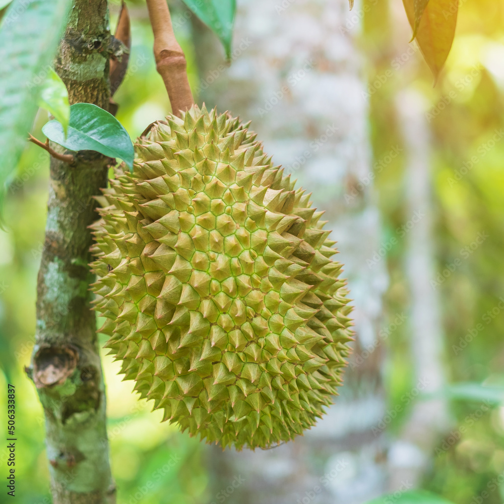 Fresh Durian hanging on tree in garden background, king of fruit Thailand. Famous Southeast food and Asian Exotic tropical Fruit concept Fresh Durian hanging on tree in garden background, king of fruit Thailand. Famous Southeast food and Asian Exotic tropical Fruit concept