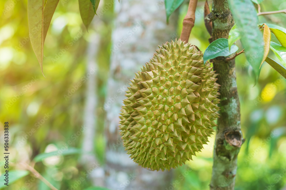 Fresh Durian hanging on tree in garden background, king of fruit Thailand. Famous Southeast food and Asian Exotic tropical Fruit concept Fresh Durian hanging on tree in garden background, king of fruit Thailand. Famous Southeast food and Asian Exotic tropical Fruit concept