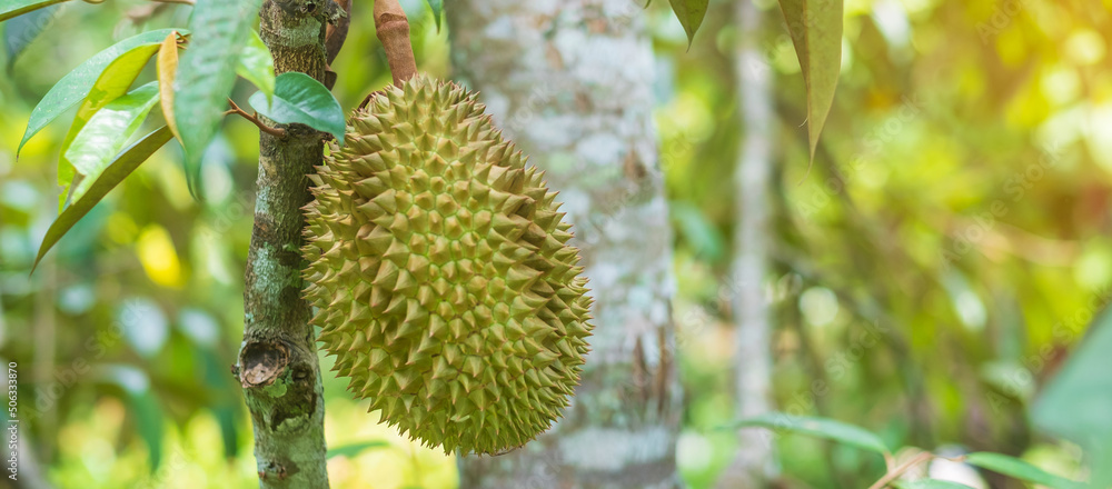 Fresh Durian hanging on tree in garden background, king of fruit Thailand. Famous Southeast food and Asian Exotic tropical Fruit concept Fresh Durian hanging on tree in garden background, king of fruit Thailand. Famous Southeast food and Asian Exotic tropical Fruit concept