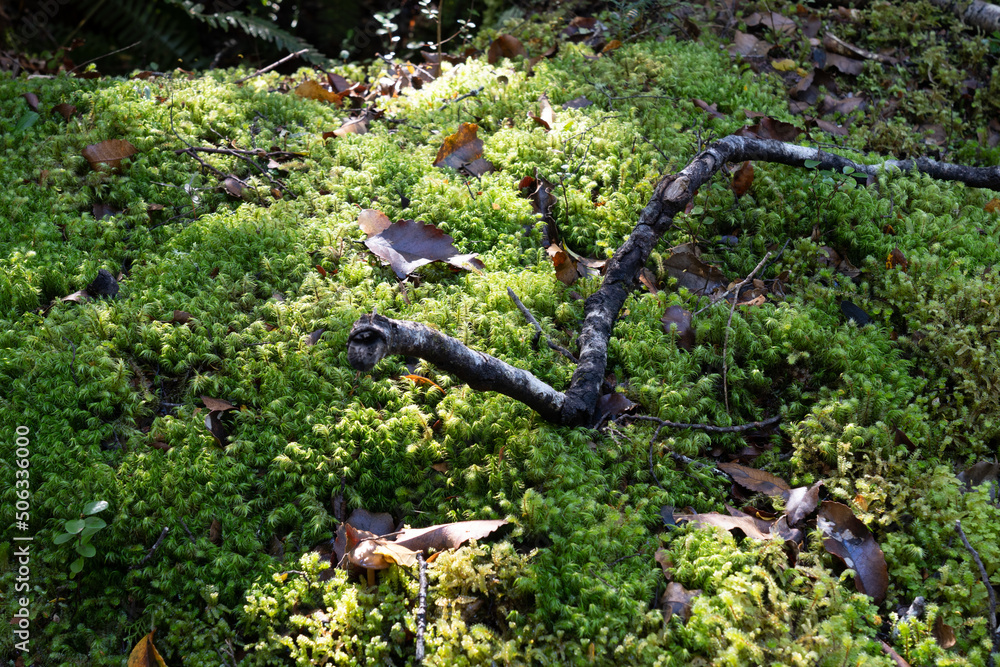 Ground covering bright green moss on forest floor Ground covering bright green moss on forest floor