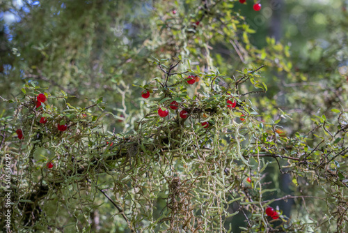 Corokia tree with characteristic red berries and hanging moss photo