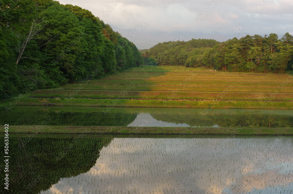 Obraz premium 森と棚田 K3CP5241