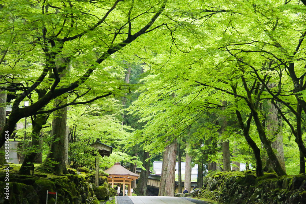 新緑に包まれる永平寺　福井県