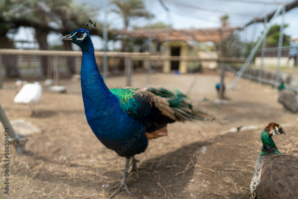 Fototapeta premium 孔雀