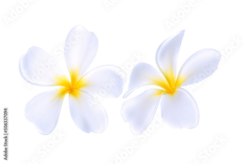 Plumeria flower isolated on white background