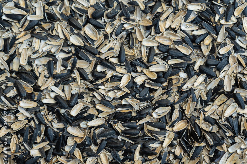 Sunflower seed husk texture. Blank Black and white fried sunflower seed husk texture. Abstract multitasking background. Sunflower seed husk texture. Blank Black and white fried sunflower seed husk texture. Abstract multitasking background.