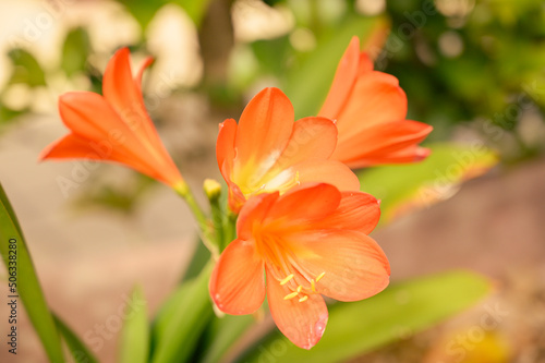 ウケザキクンシランの花 © ケンジ ワカマツ