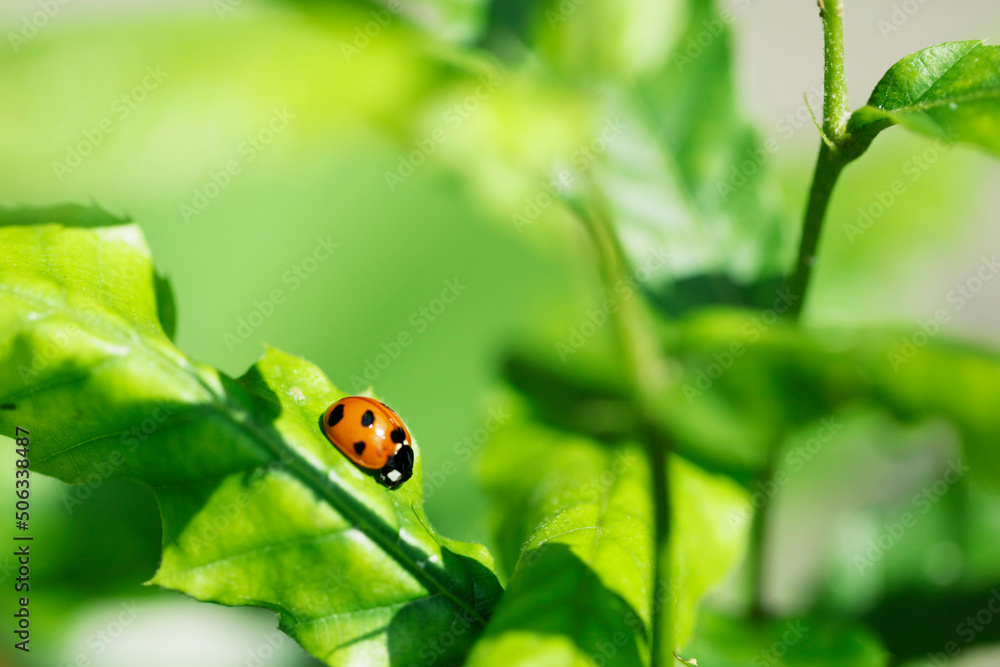 ladybug on green leaf. space for copy. ladybug on green leaf. space for copy.