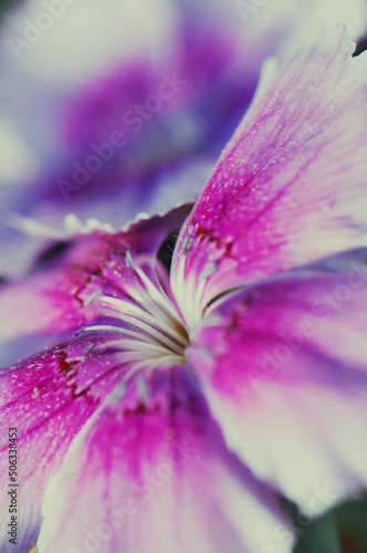 Fototapeta Naklejka Na Ścianę i Meble -  close up of flower