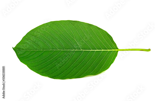 Kratom leaves isolated on white background
