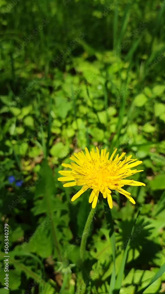 Yellow dandelion wild flower close-up on background of blurred green grass on spring sunny day. Forest flower with yellow petals. Natural background. Environment protection, ecology. Vertical video Yellow dandelion wild flower close-up on background of blurred green grass on spring sunny day. Forest flower with yellow petals. Natural background. Environment protection, ecology. Vertical video