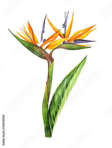 bird of paradise flower watercolor on white
