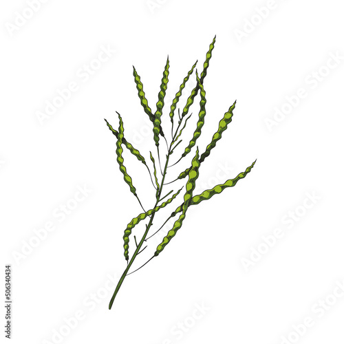 Canola plant branch with ripe seed pods hand drawn vector illustration isolated.