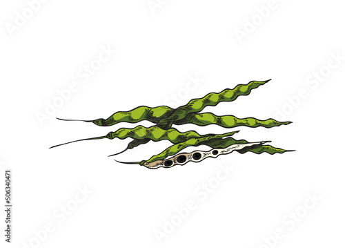 Botanical, floral vector illustration with canola pod, hand drawn sketch on white background