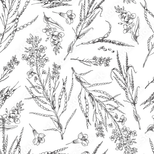 Flowering canola, canola seed pod, seamless pattern of vector, sketch monochrome illustrations on white background