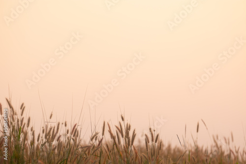 Silhouette of grass in sunset.grass and sunset