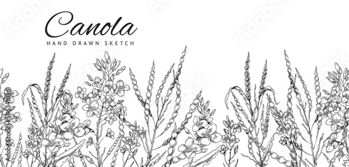 Flowering canola, canola seed pod, canola flowers on a branch. Vector background, sketch monochrome illustration photo