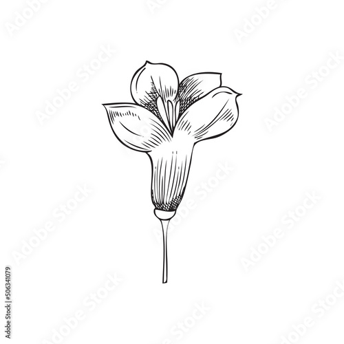 One monochrome canola flower. Canola plant, vector illustration, hand drawn sketch on white background